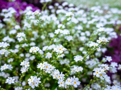Myosotis Scorpioides White - BP087 Packs
