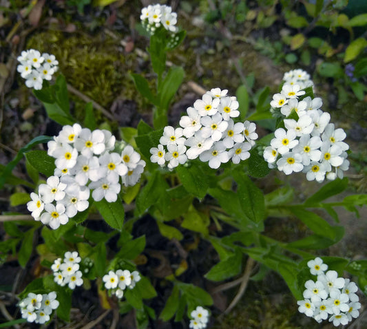 Myosotis scorpioides white (Water forget-me-not or Myosotis Palustris) - Marginal Pond Plants  - Pond Plants - Water Plants - BP087