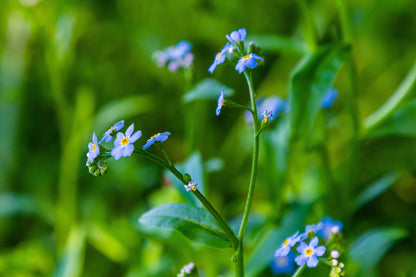 Myosotis palustris 'Semperflorens' - MP084B Packs