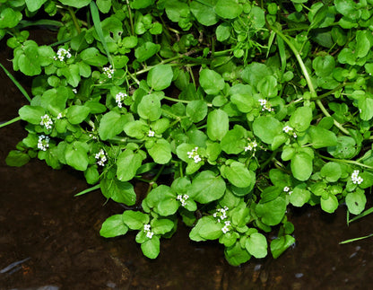 Nasturtium officinale (Water cress) - MP085 Packs
