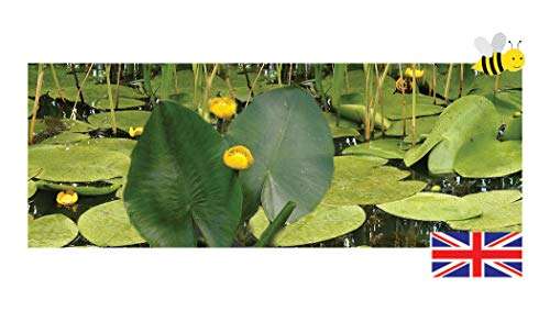 Nupar Lutea - Brandy Bottle - Native Yellow Water Lily - Marginal Pond Plants - Bareroot - Fish or Wildlife Pond and bog Aquatic Plants - DF003