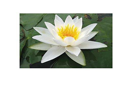 Nymphaea ALBA Water Lily kit - Very Large Water Lilies - bareroot - Fish or Wildlife Pond and bog Aquatic