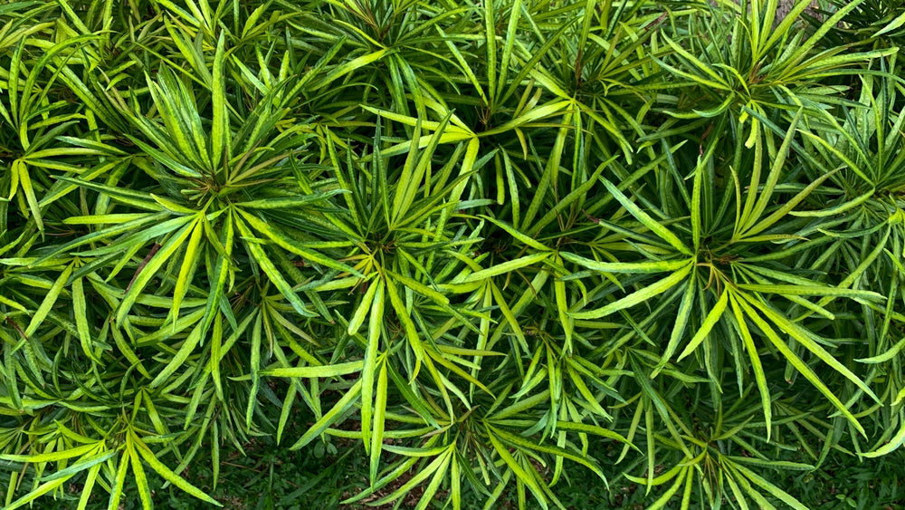 Ophiopogon Japonicus - Marginal Pond Plants - MBP090