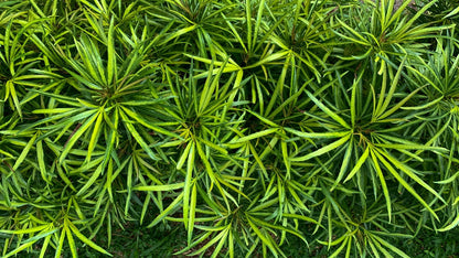 Ophiopogon Japonicus - Marginal Pond Plants - MBP090