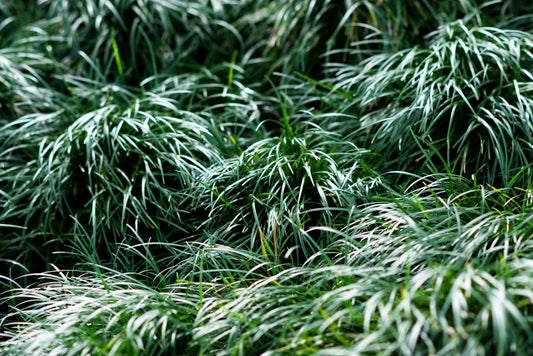 Ophiopogon Japonicus - Marginal Pond Plants - MBP090