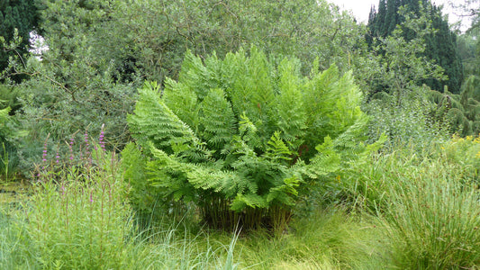 Osmunda regalis - Royal fern - BP080A Packs