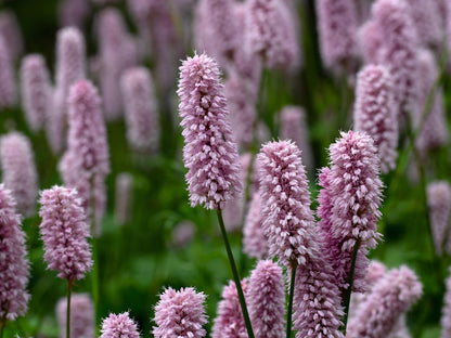 Persicaria Bistort - BP088A Packs