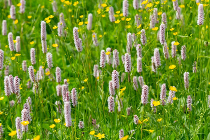 Persicaria Bistort - BP088A Packs