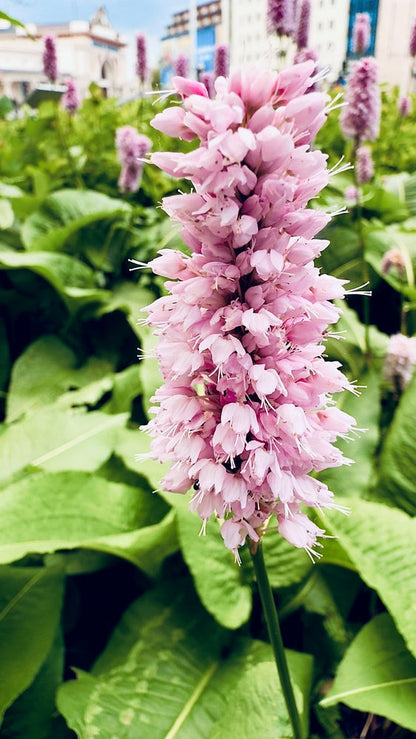 Persicaria bistorta (Adderwort, Bistort, Red legs or Snakeweed) - Marginal Pond - BP088A