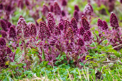 Petasites Hybridus - MP089A Packs