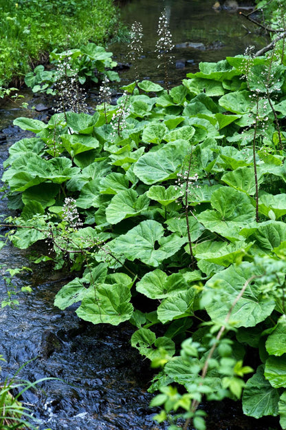 Petasites albus - Marginal Pond Plants - MP089