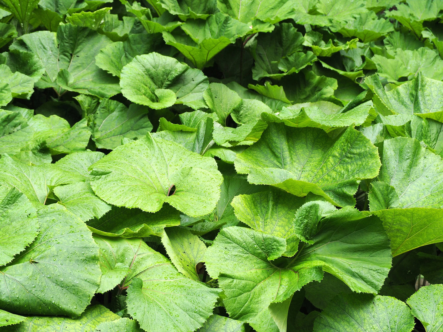 Petasites Japonicus Giganteus - MP089B Packs