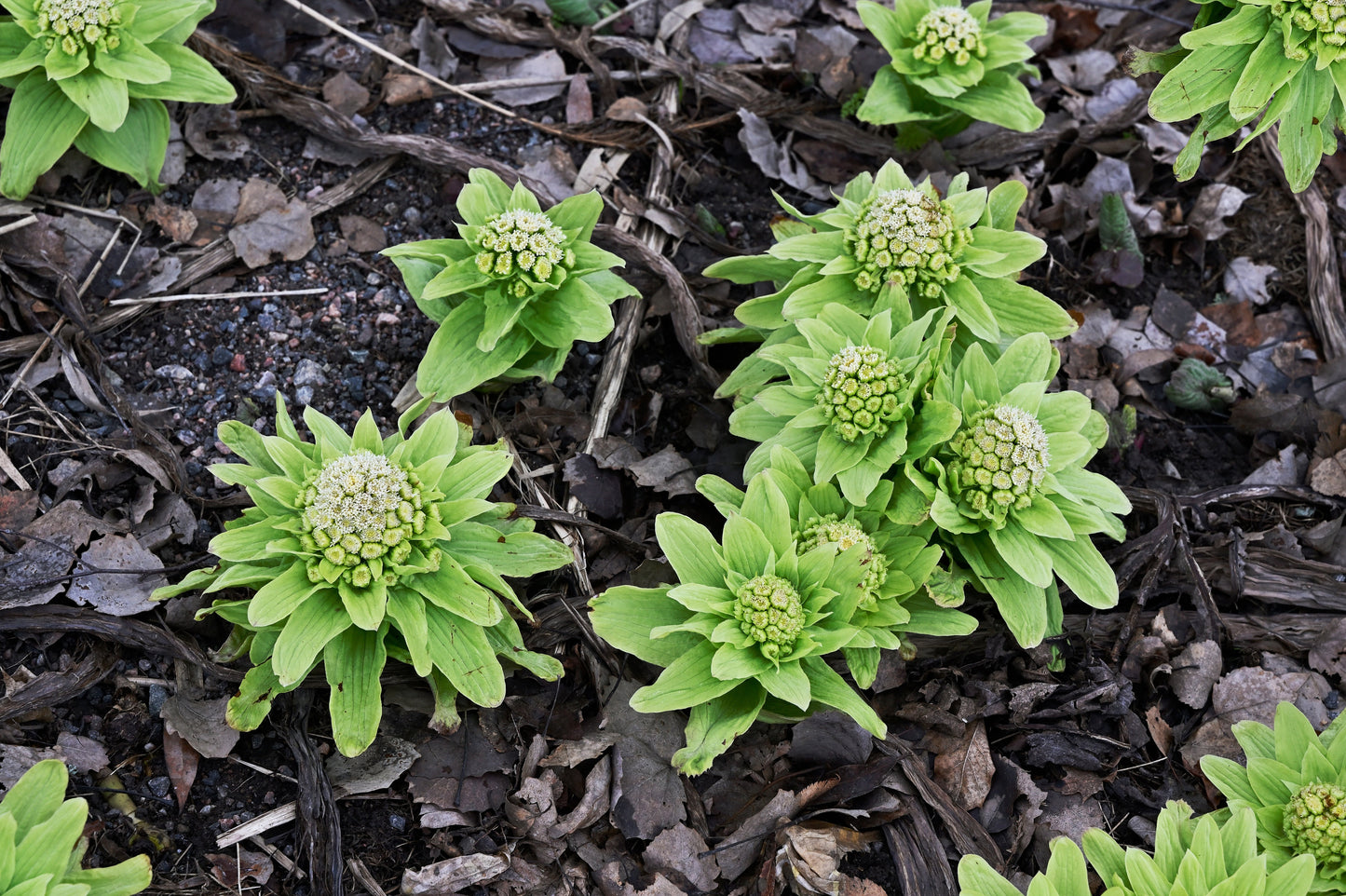 Petasites Japonicus Varigated - MP089C Packs