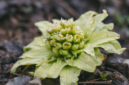 Petasites Japonicus Varigated - MP089C Packs