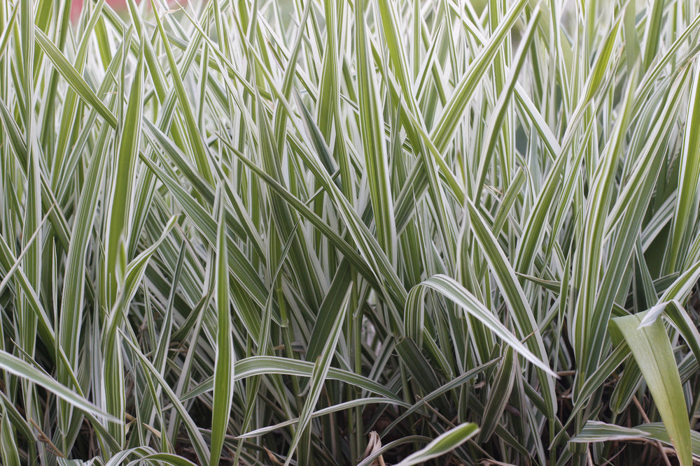 Phalaris Arundinacea Picta - BP093 Packs