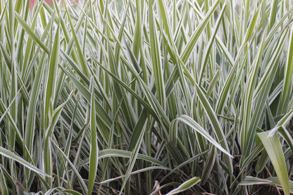 Phalaris Arundinacea Picta - BP093 Packs