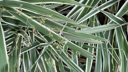 Phalaris Arundinacea Picta - BP093 Packs