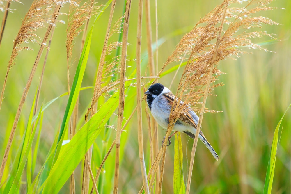 Phragmites australis (Norfolk reed) - MP091 Packs
