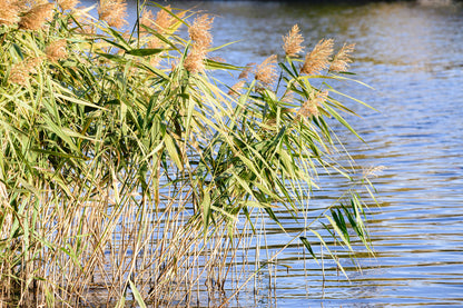 Phragmites australis (Norfolk reed) - MP091 Packs