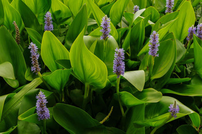Pontederia cordata (Pickerel weed) - Marginal Pond Plants - MP092