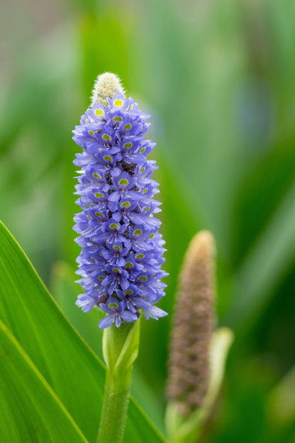 Pontederia cordata (Pickerel weed) - Marginal Pond Plants - MP092