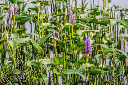 Pontederia cordata ‘Pink’ - Marginal Pond Plants - MP094