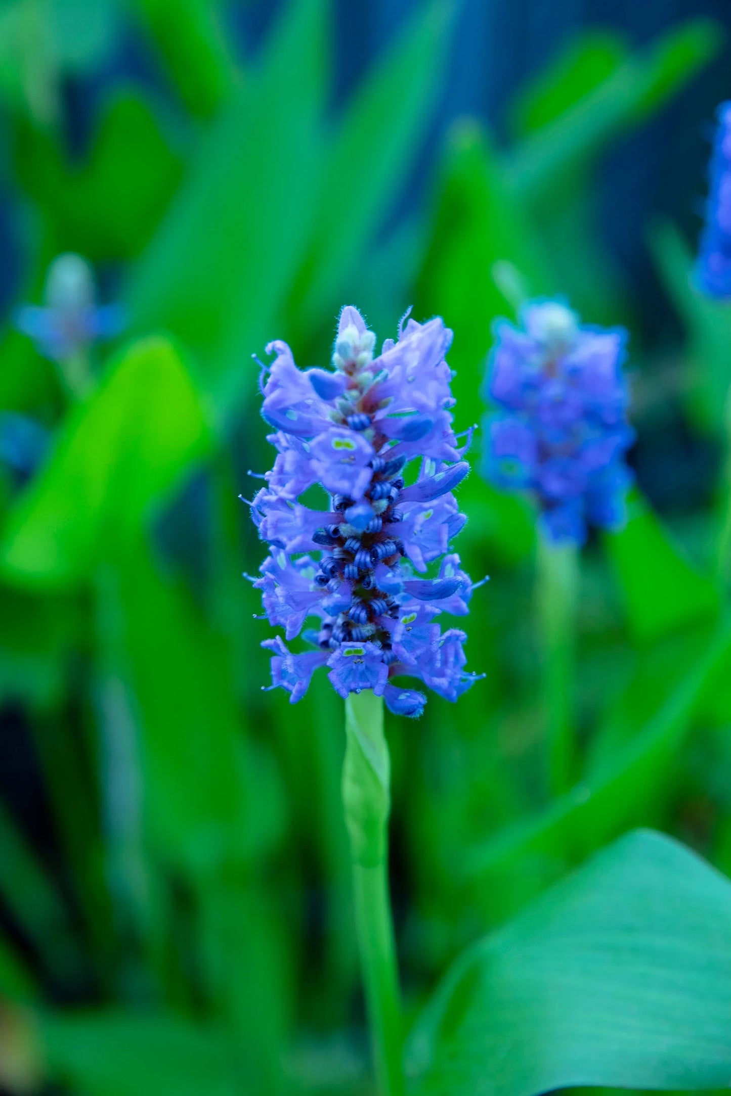 Pontederia cordata (Pickerel weed) - MP092 Packs