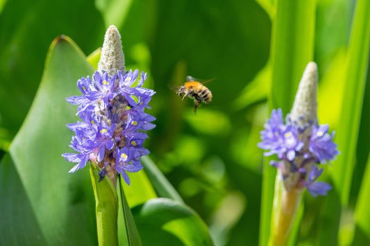 Pontederia cordata 'Auzea' - MP092A Packs