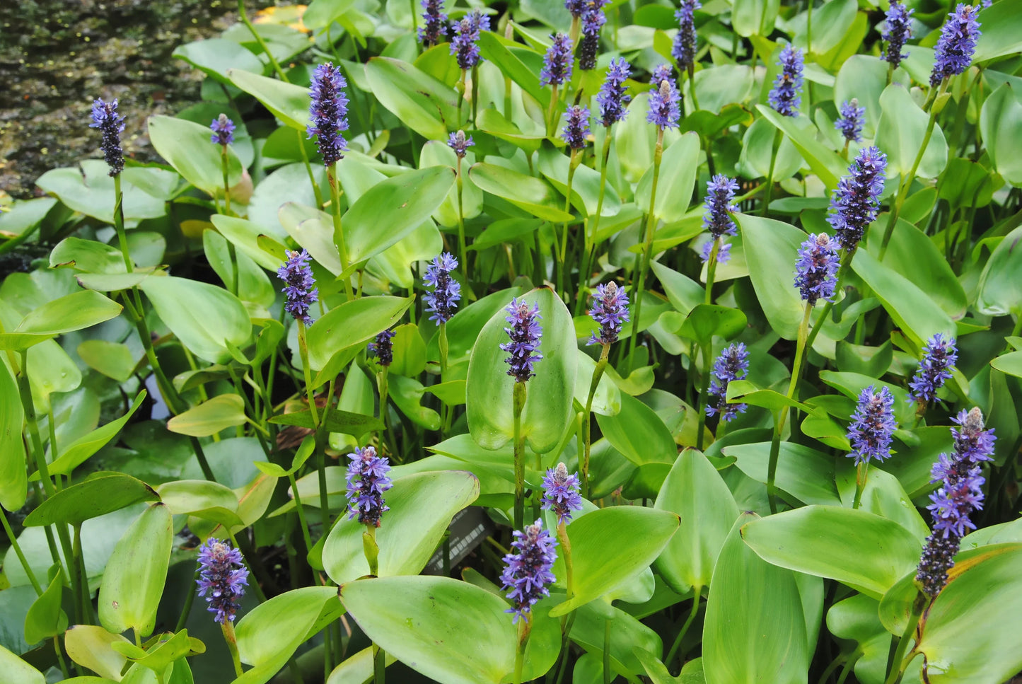 Pontederia cordata 'Auzea' - MP092A Packs