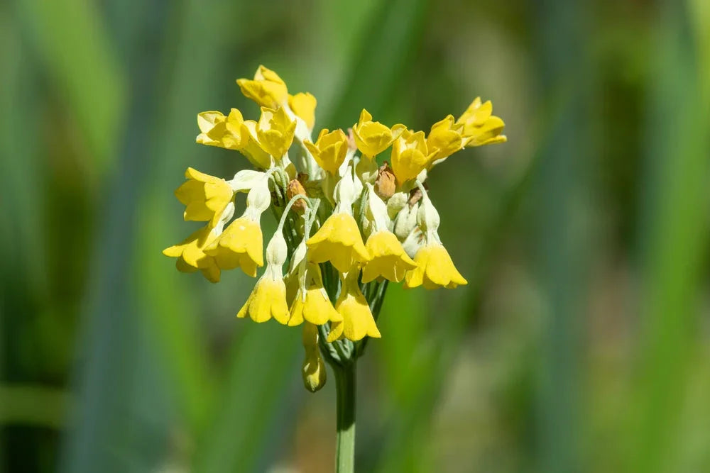 Primula florindae (Giant Cowslip) - Marginal Pond Plants - BP097
