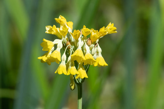 Primula florindae (Giant Cowslip) - BP097 Packs