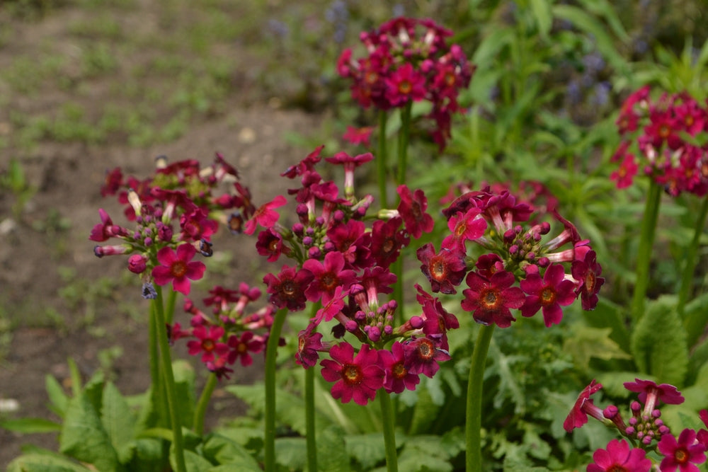 Primula Japonica - BP098 Packs
