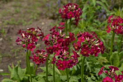 Primula Japonica - BP098 Packs