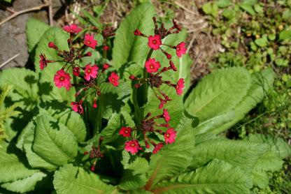 Primula Japonica - Marginal Pond Plants - BP098