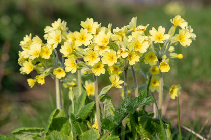 Primula Elatior Oxlip - BP096 Packs