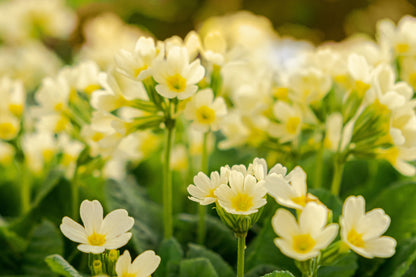 Primula Elatior Oxlip - BP096 Packs