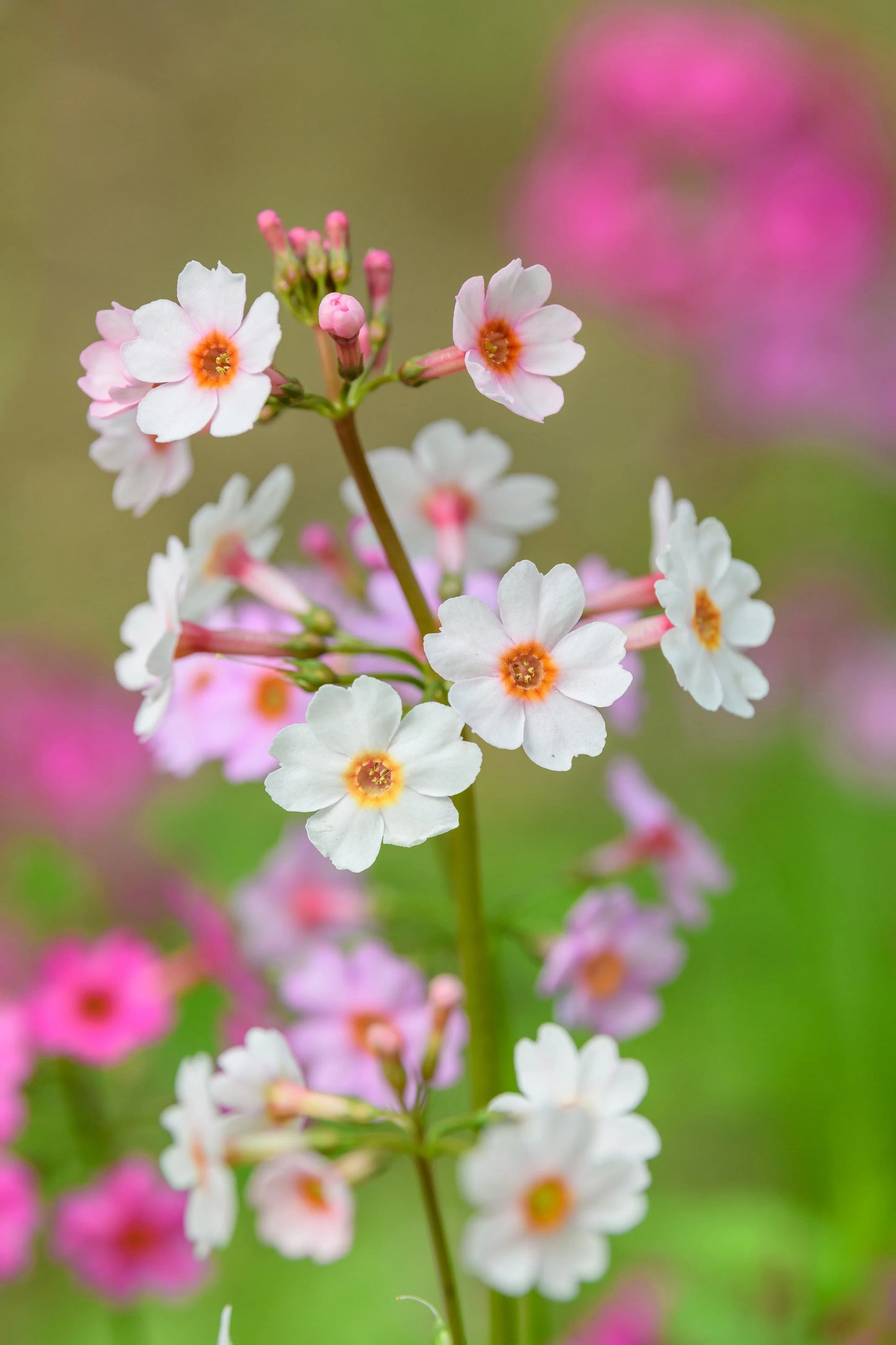 Primula Japonica Apple Blossom - BP098B Packs