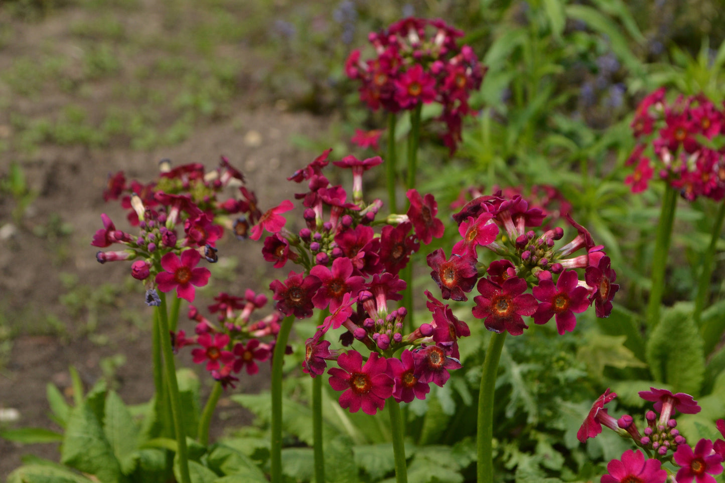 Primula Japonica Millers Crimson - Marginal Pond Plants - BP098A