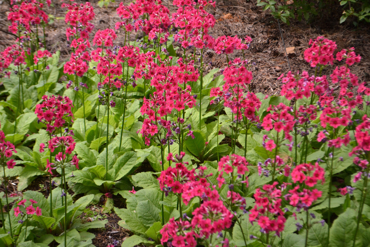 Primula Japonica Millers Crimson - Marginal Pond Plants - BP098A