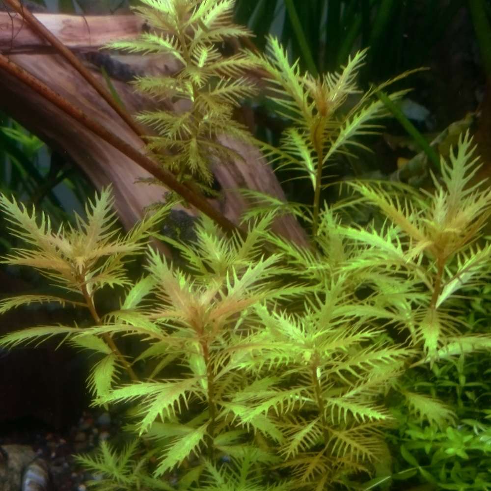 Proserpinaca Palustris - 1- 25 Bunches / Oxygenating Pond Water Plants/ weed - OX021