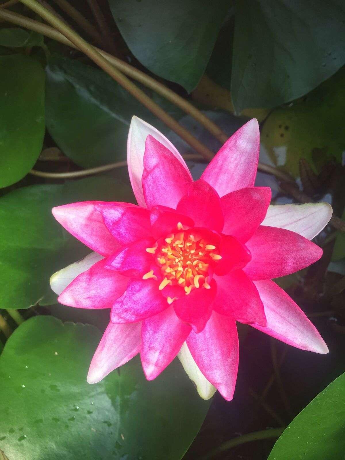 Rembrandt water lily - pond plants - MW22