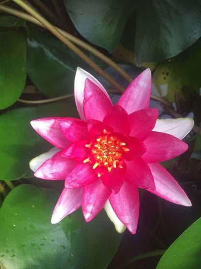 Rembrandt water lily - pond plants - MW22