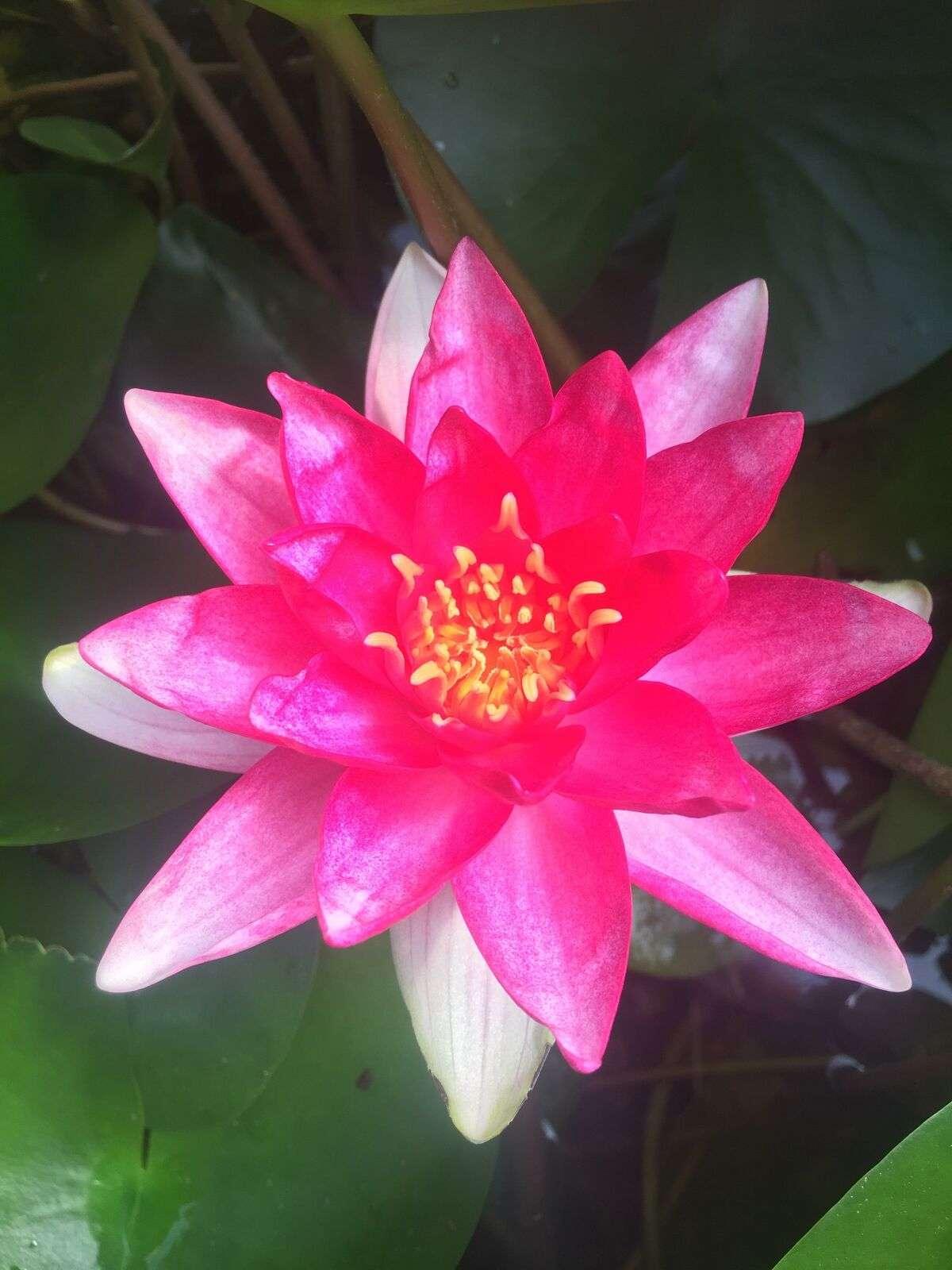 Rembrandt water lily - pond plants - MW22