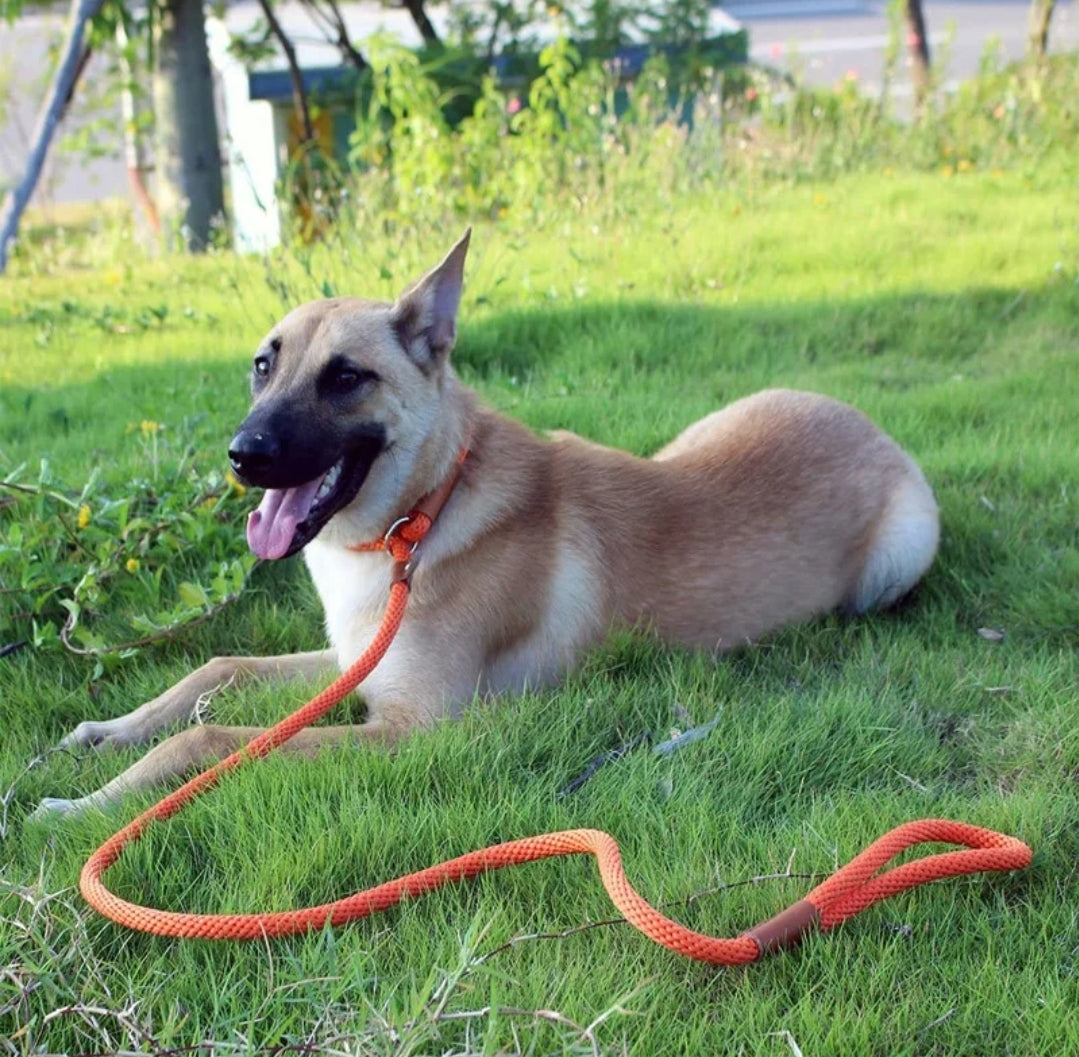 Dog Leash Slip Rope - Budget