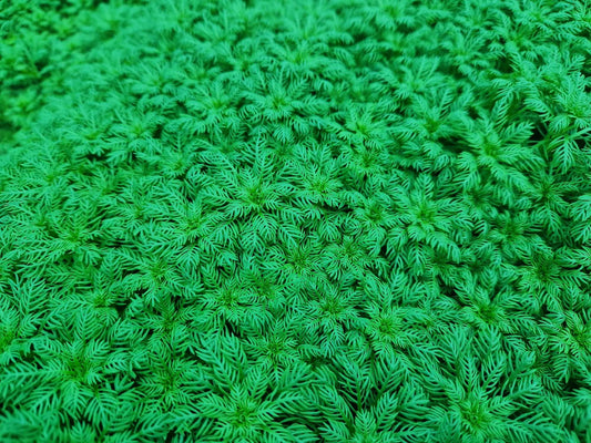 Hottonia Palustris - 1- 25 Bunches / Oxygenating Pond Water Plants/ weed - OX009