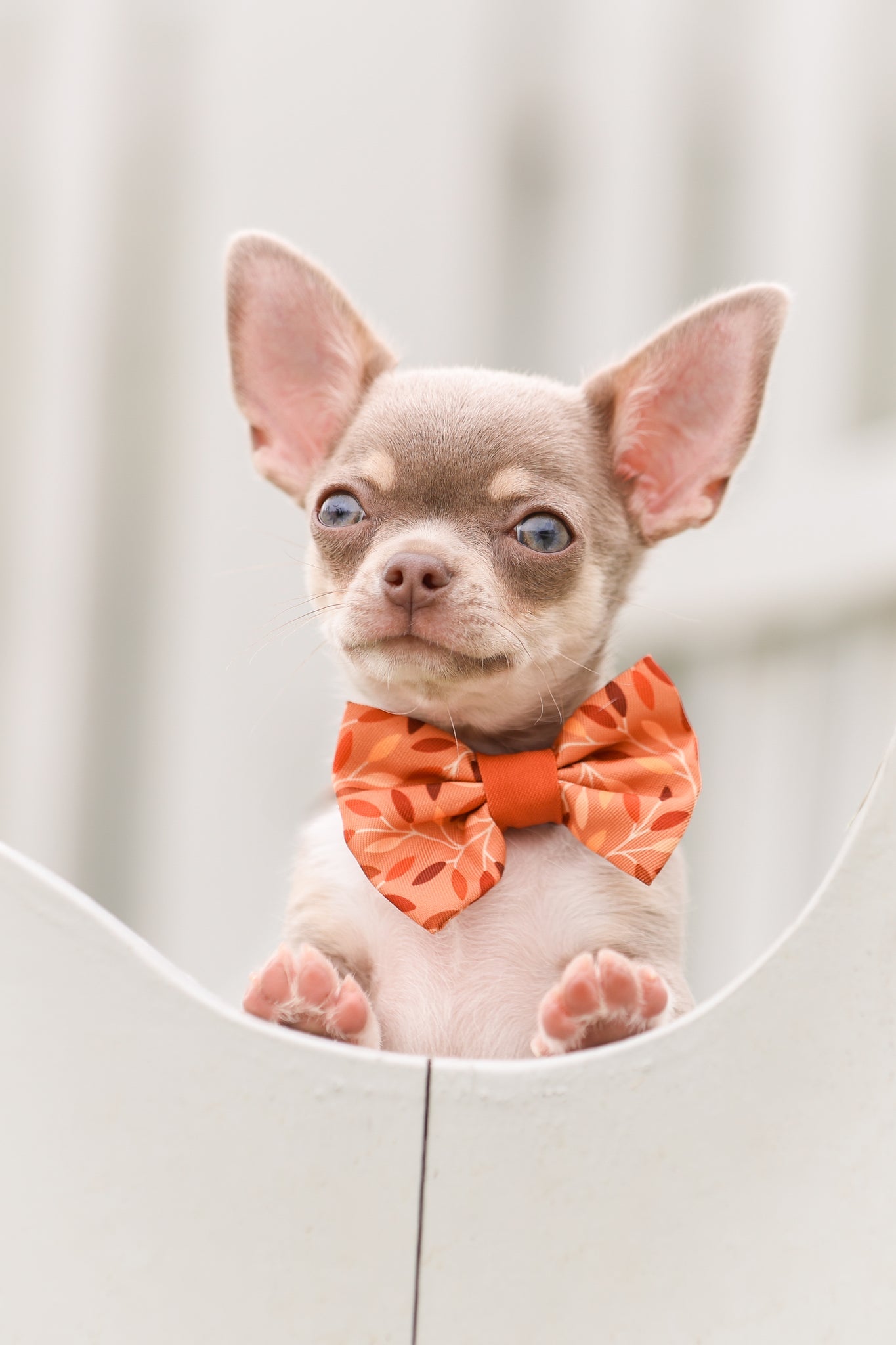 Wyld Cub - Dog Bow Tie: Hampstead Golden Hour