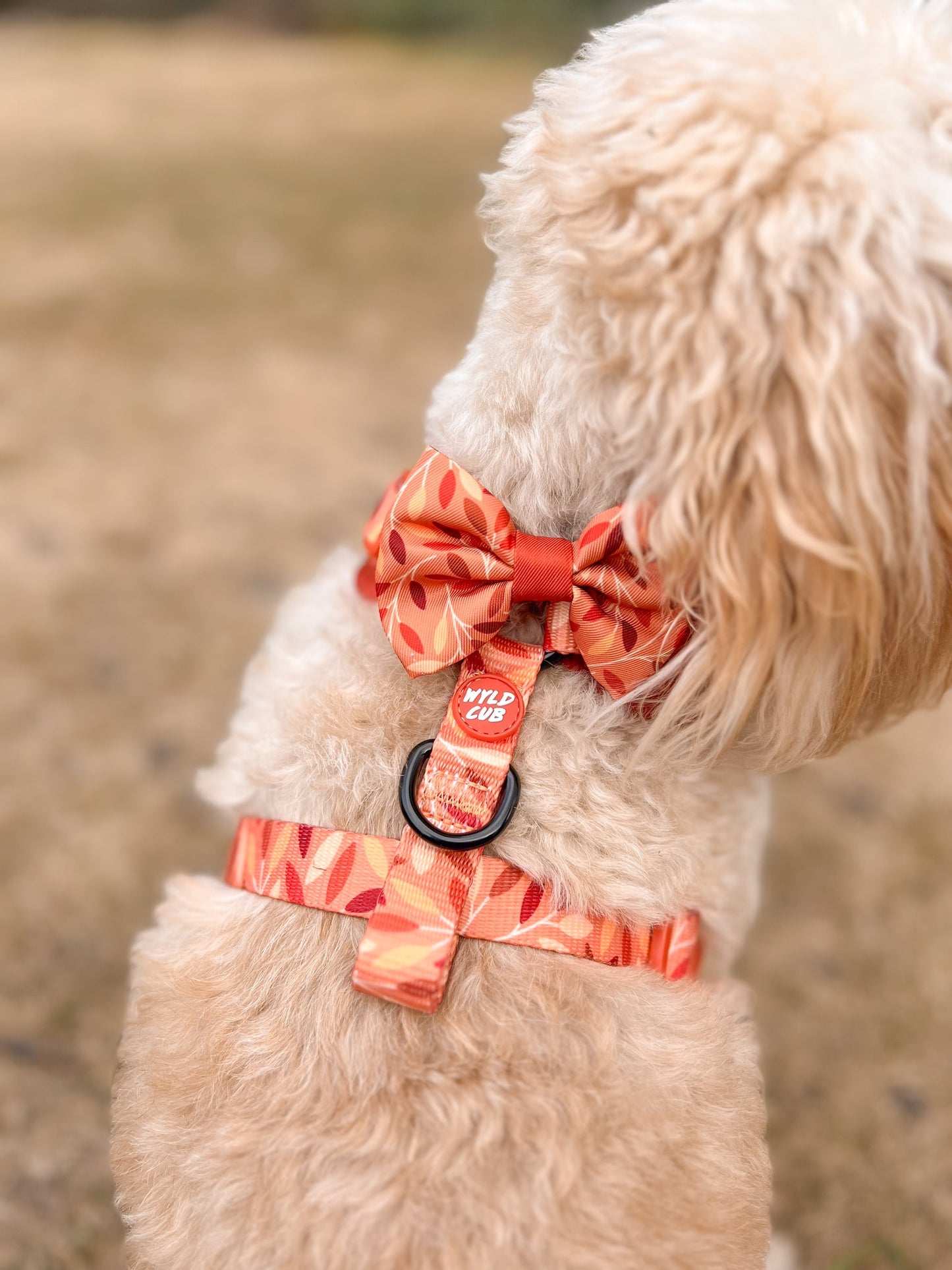 Wyld Cub - Dog Bow Tie: Hampstead Golden Hour