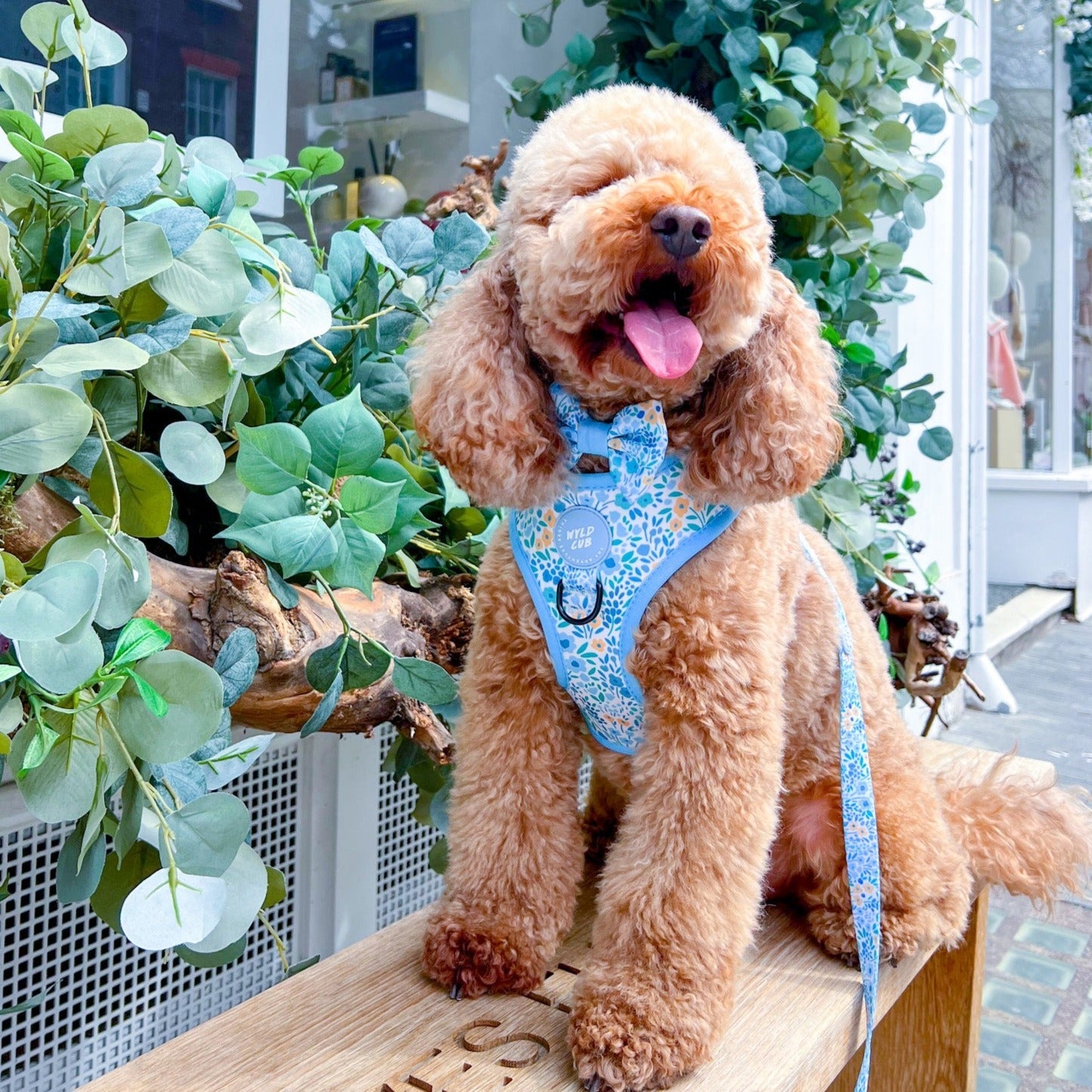 Wyld Cub - Adjustable Dog Harness: Notting Hill Sky