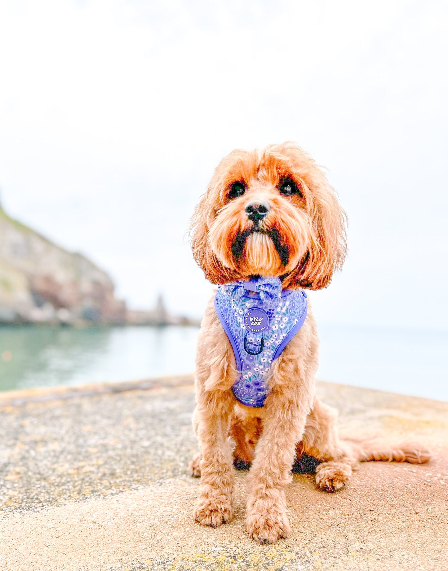 Wyld Cub - Dog Bow Tie: Notting Hill Wisteria