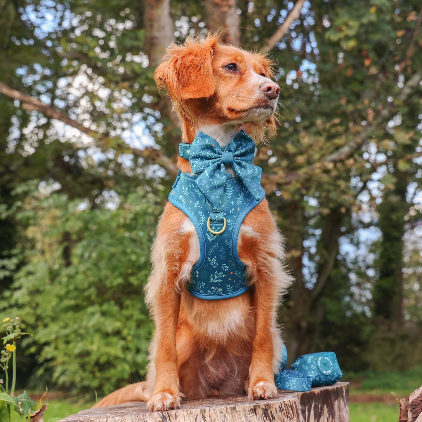 Wyld Cub - Dog Sailor Bow Tie: Chiswick Alpine